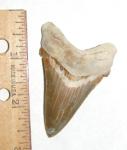 Carcharocles angustidens shark tooth